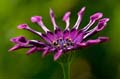 008 Kapmargerite - Cape marguerite - Osteospermum ecklonis